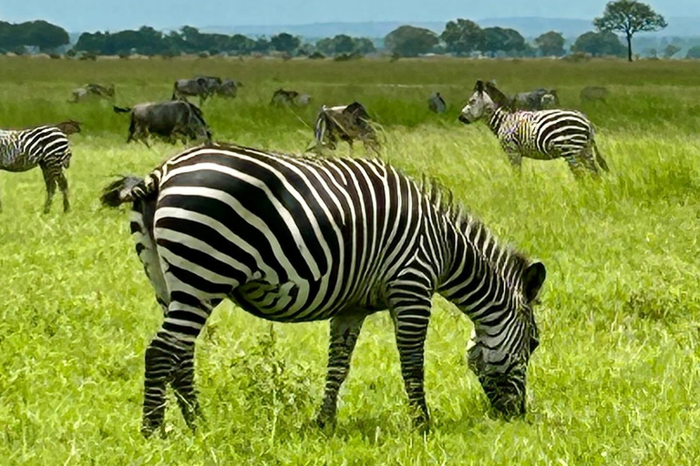 SAFARI WILDLIFE FROM ZANZIBAR TO MIKUMI 3 DAYS 2 NIGTHS