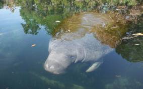 Crystal River: Manatee Viewing Cruise