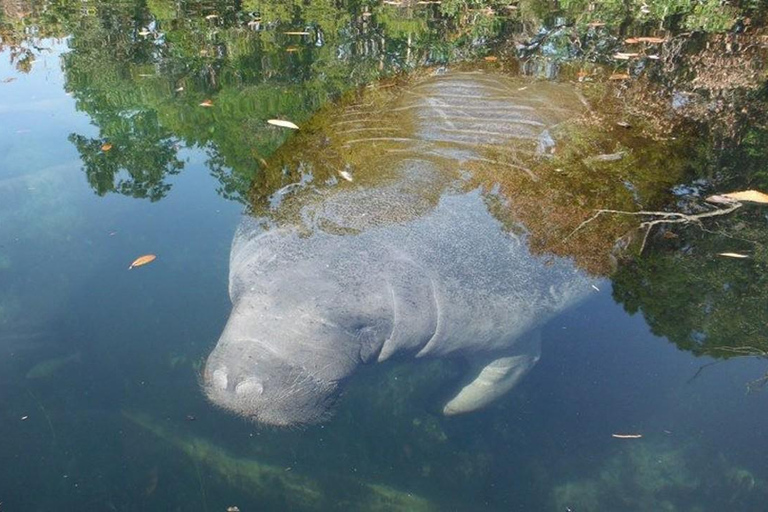 Crystal River: Manatee Viewing Cruise