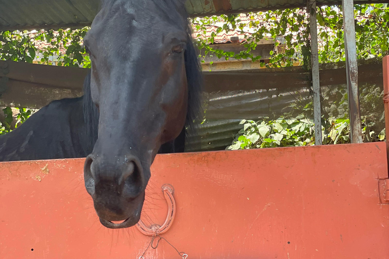 Nairóbi: Passeio a cavalo pela floresta de Karura