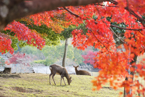 Osaka/Kyoto: Nara, Arashiyama, Fushimi Inari Taisha Day Tour Kyoto & Nara Day Tour | 8:00 AM from Osaka