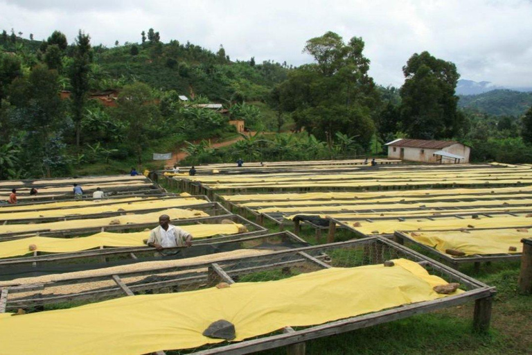 Coffee Farm Tour (Fairview)