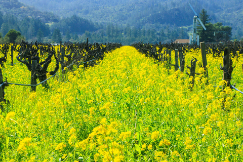 Napa Valley: Driver & Guide Service California wine country
