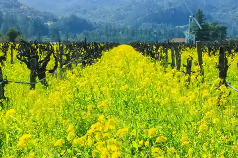 Napa Valley: Servizio di guida e autista La regione vinicola della California