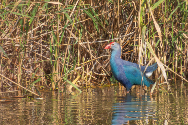Tbilisi: Birdwatching Tour with Guide