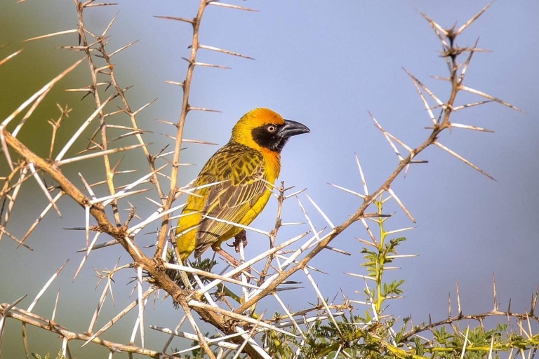 13 Tage Uganda Vogelbeobachtung und Wildlife Safari