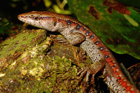 From Iquitos: Amazonas in 4 Days: | Nanay River + Monkeys |