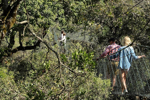 Nairobi: Caminhada pela Floresta Ngare Ndare e Canopy WalkNairobi: Caminhada pela Floresta Ngare Ndare e Passeio pela Copas das Árvores