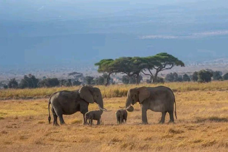 Nairobi: 3-Day honeymoon safari to Amboseli National Park Overnight Private to Amboseli National Park