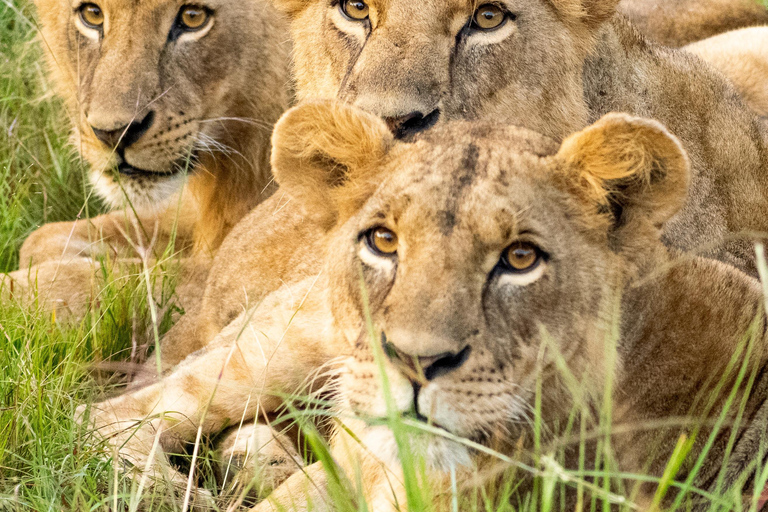 Nairobi National Park: begeleide gamedrive bij zonsopgang of zonsondergang