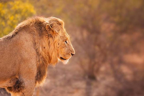 From Maputo: Kruger Park Safari & Elephant Interaction Tour