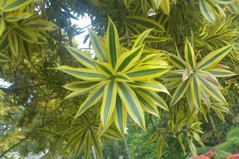 Kandy: Royal Botanical Garden & Tea Factory Tour Pick & Drop Without Entry Ticket in Royal Botanical Garden