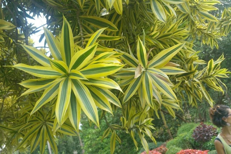 Kandy: Royal Botanical Garden & Tea Factory Tour Pick & Drop Without Entry Ticket in Royal Botanical Garden