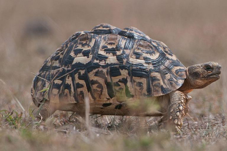 Zanzibar: 2-dniowe safari w Parku Narodowym Mikumi z przelotem