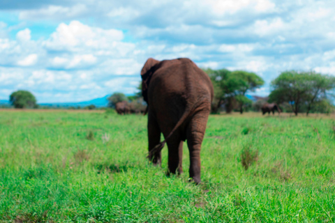 2 dni safari na kempingu w Tanzanii