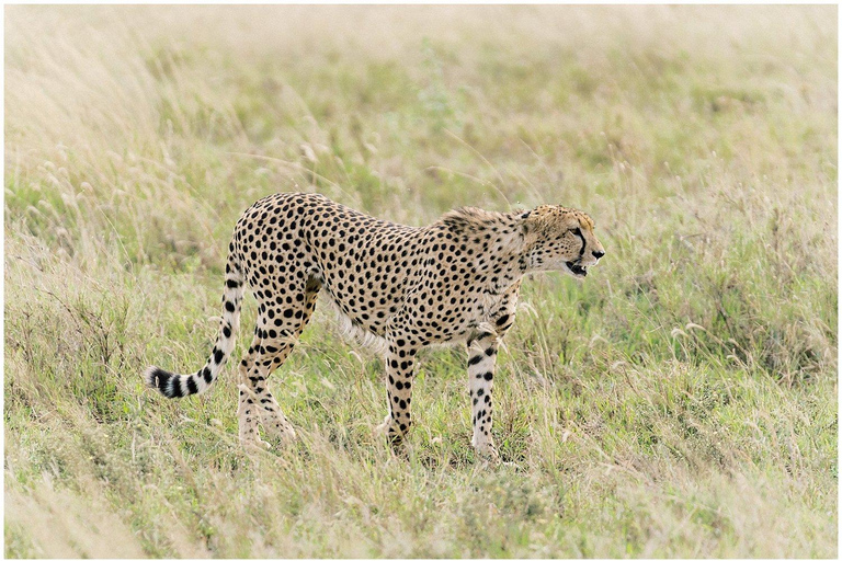 3 giorni di safari nel famoso maasai mara