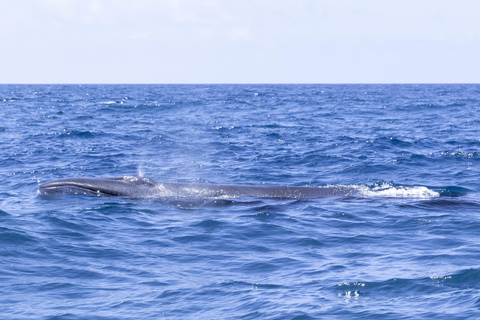 Lisbon: Dolphin Watching Boat Tour