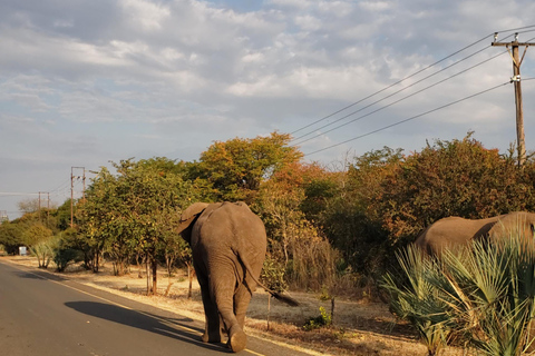 SAFARI EN VOITURE ET PROMENADE À LA RENCONTRE DES RHINOCÉROS