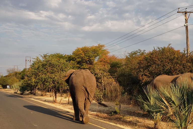 SAFARI EN VOITURE ET PROMENADE À LA RENCONTRE DES RHINOCÉROS