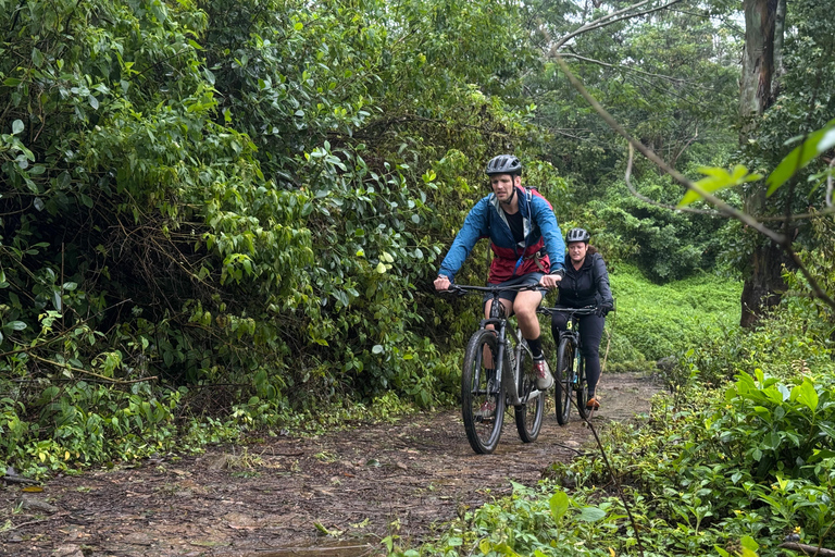 Kandy: Tea Plantations Cycling Tour with Local Bites