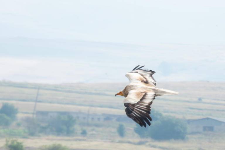 Tbilisi: Birdwatching Tour with Guide