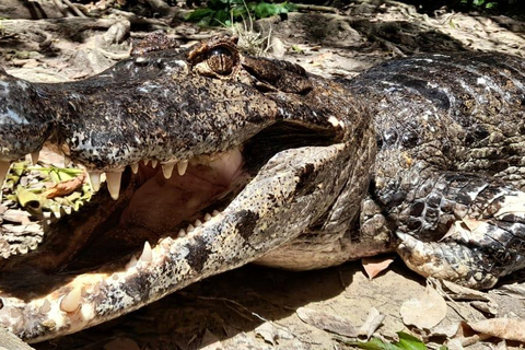 LA PAZ: TUR 3 DAGAR 2 NÄTTER RURRENABAQUE_MADIDI SELVALA PAZ: RUNDTUR 3 DAGAR 2 NÄTTER RURRENABAQUE_MADIDI SELVA