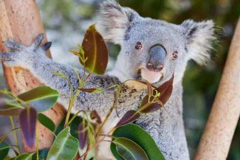 Newcastle: Animal Lovers Tour - Kangaroos, Dolphins & more!
