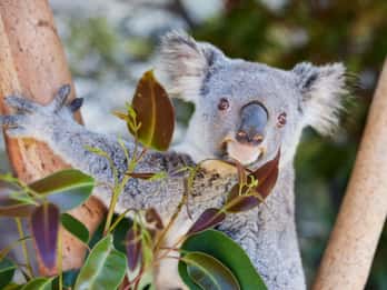 Newcastle: Animal Lovers Tour - Kangaroos, Dolphins & more!