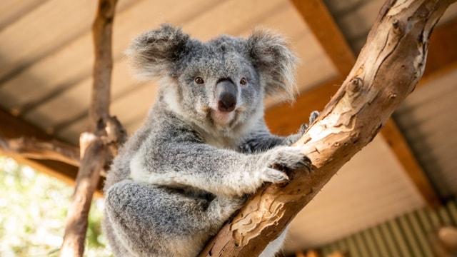 Blue-Mountains-Tour – Deluxe-Kleingruppe (15 Personen), Halb-/Ganztagestour