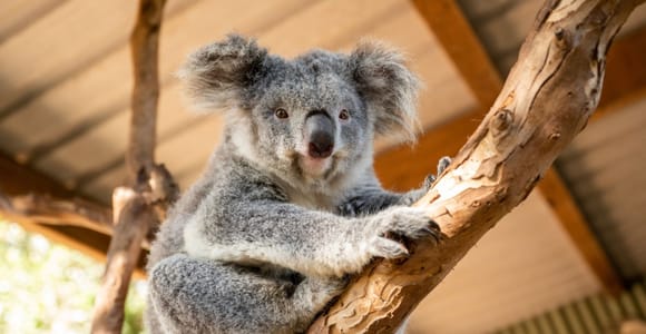 Blue Mountains Tour - Deluxe Small Group Day Trip from Sydney