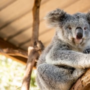 Blue Mountains Tour - Deluxe Small Group Day Trip from Sydney