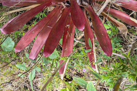 Teresópolis : circuit découverte de la faune de la forêt atlantiqueTeresópolis : Excursion à la découverte de la faune de la forêt atlantique
