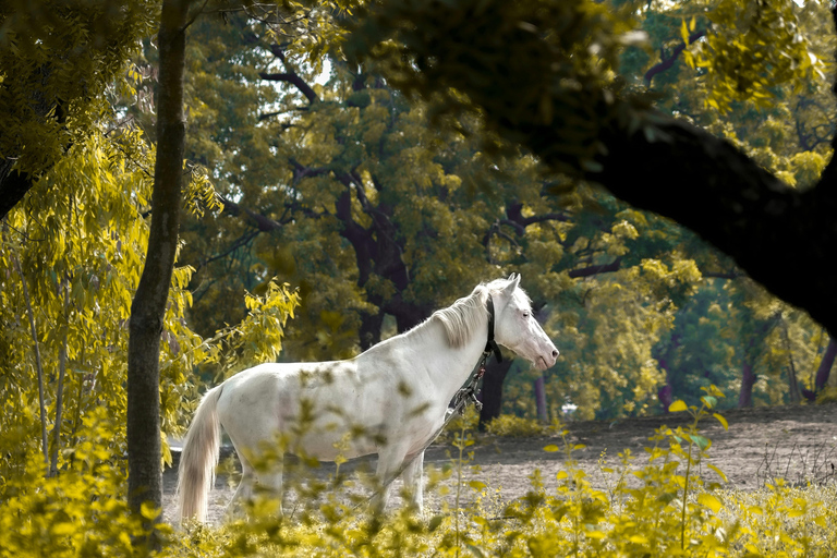 阿根廷：潘帕斯草原上的高乔骑马探险