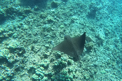 Oahu: Beginner SCUBA duik bij Electric Beach
