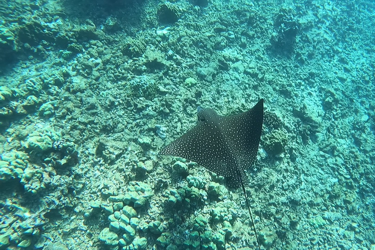 Oahu: Beginner SCUBA duik bij Electric Beach