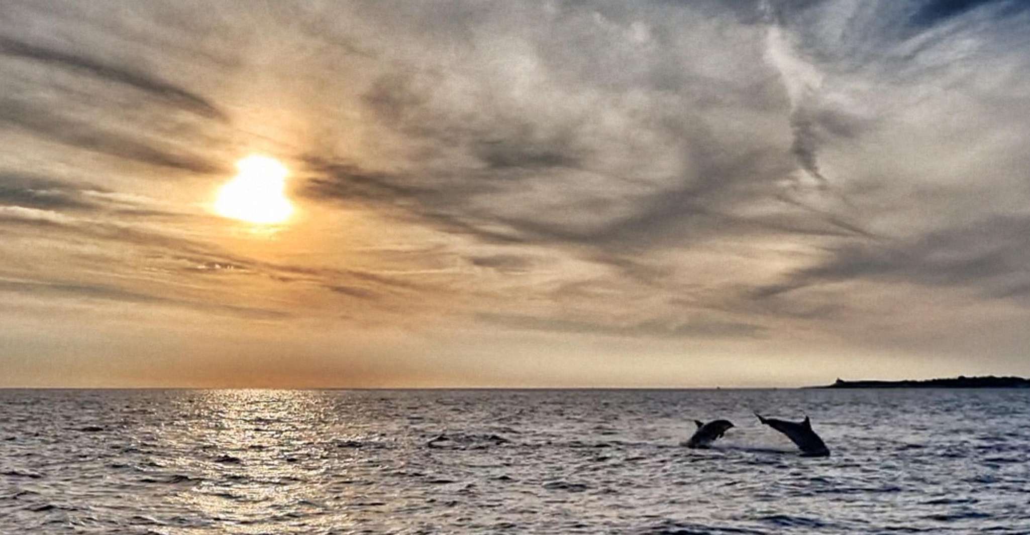 Fazana, Guided Dolphin Watching Sightseeing Cruise at Sunset - Housity