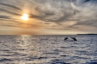 Fazana, Guided Dolphin Watching Sightseeing Cruise at Sunset - Housity