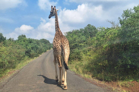 Nairobi : Visite du centre des girafes et du musée Karen Blixen