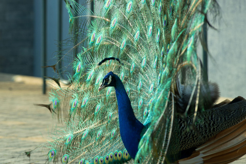 Observation des oiseaux dans l&#039;éco-parc de Kigali