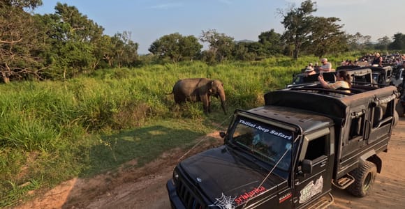Ab Kandy: Tagestour nach Sigiriya & Dambulla mit Safari