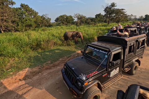 From Kandy: Sigiriya & Dambulla Day Tour with Safari