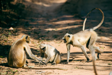 Depuis Delhi : voyage de plusieurs jours dans le Triangle d'Or avec safari tigresVisite du Triangle d'or de 7 jours sans hôtel