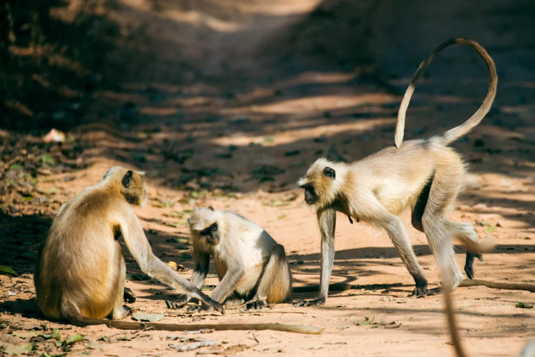 Depuis Delhi : voyage de plusieurs jours dans le Triangle d'Or avec safari tigresVisite du Triangle d'or de 7 jours sans hôtel