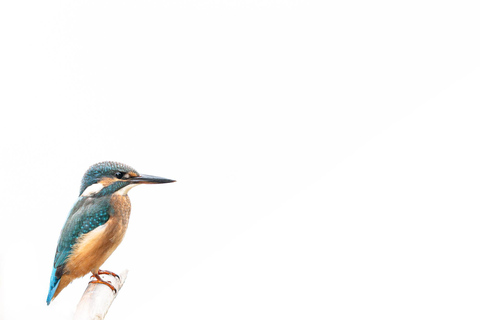 Vienna: Urban Birding – Guided bird watching tour in the big city!