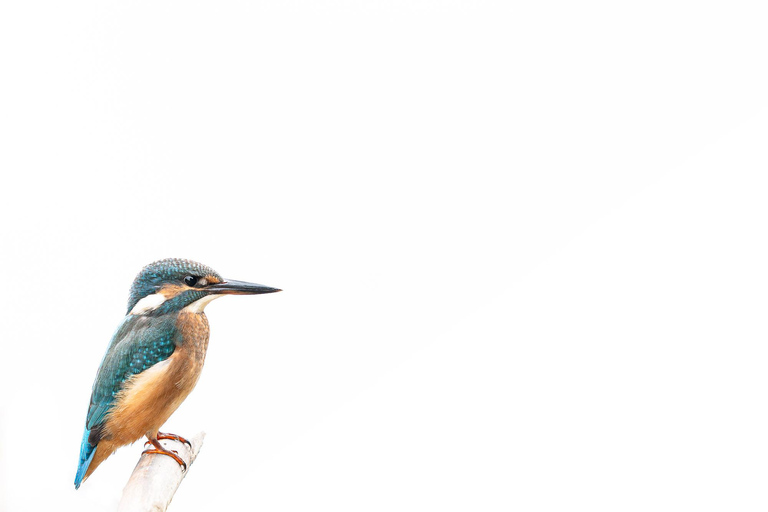 Vienna: Urban Birding – Guided bird watching tour in the big city!