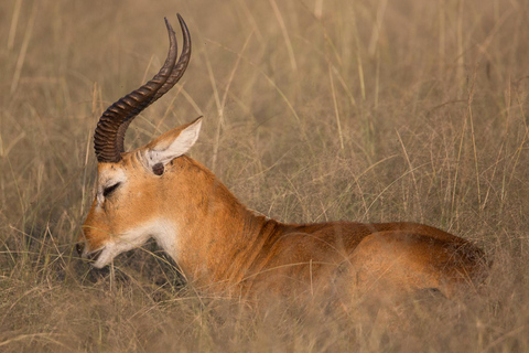 6 Days Uganda Primate & Big Game Safari Experience