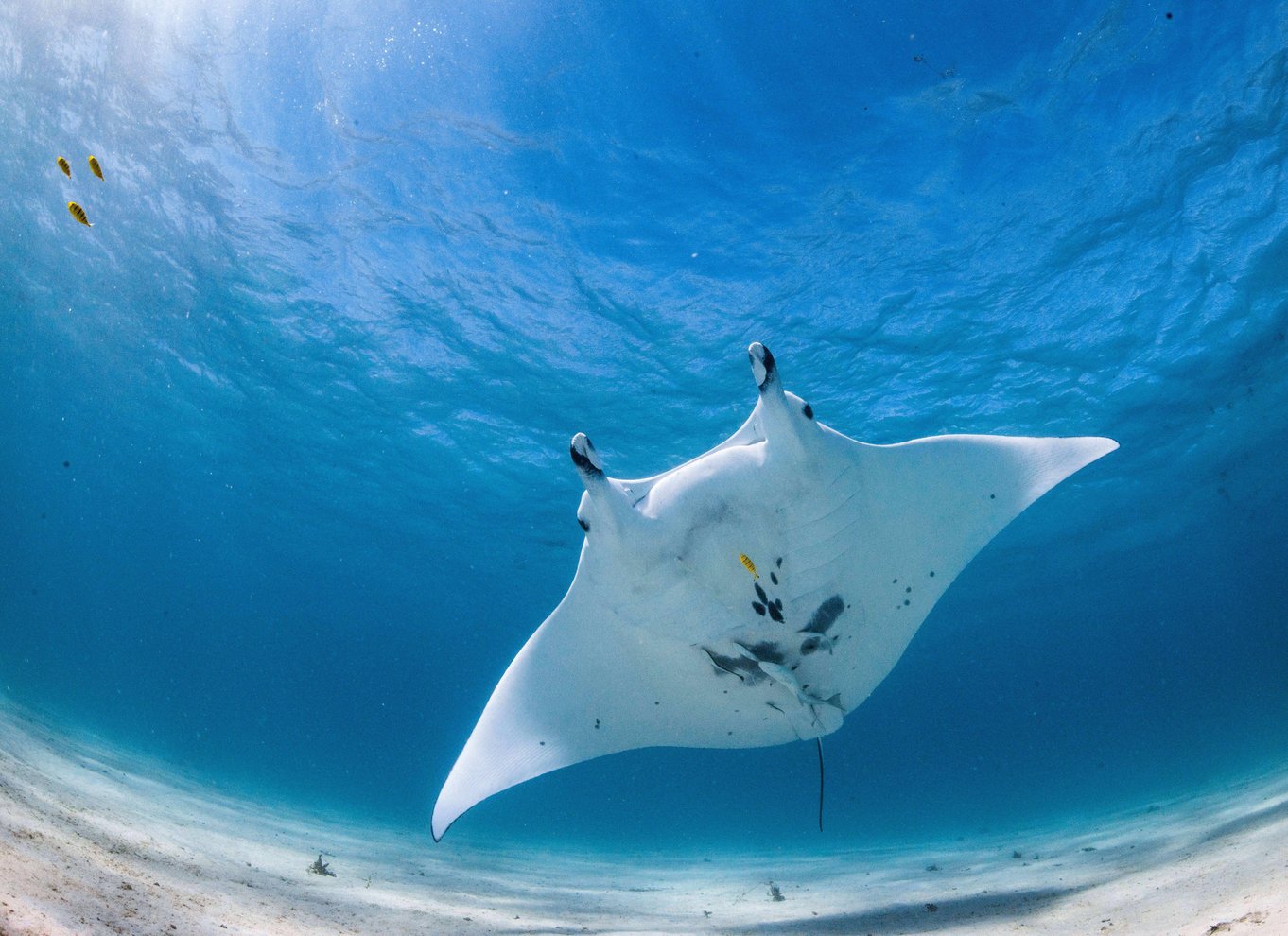 Coral Bay: Marine Eco Safari - Svøm med Manta Rays
