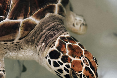 Colombo: Galle, Madu River Day Trip with Turtle Conservation