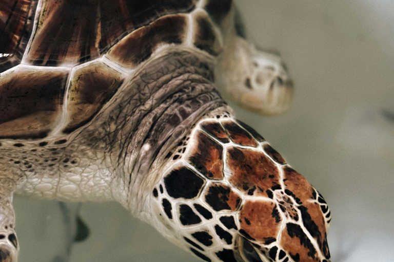 Colombo: Galle, Madu River Day Trip with Turtle Conservation