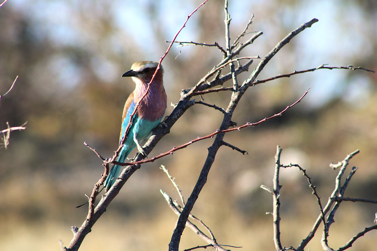 Windhoek: 3-Day Guided Safari in Etosha with Lodge
